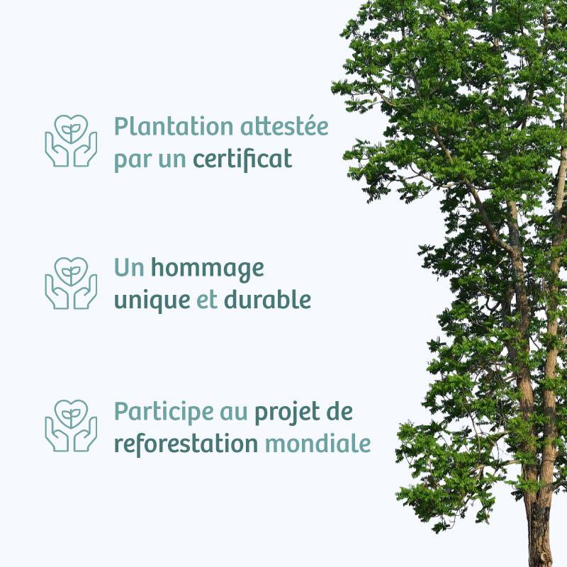 Planter un arbre en hommage à Mme Pierrette Clavon Née ROUSSEAUX